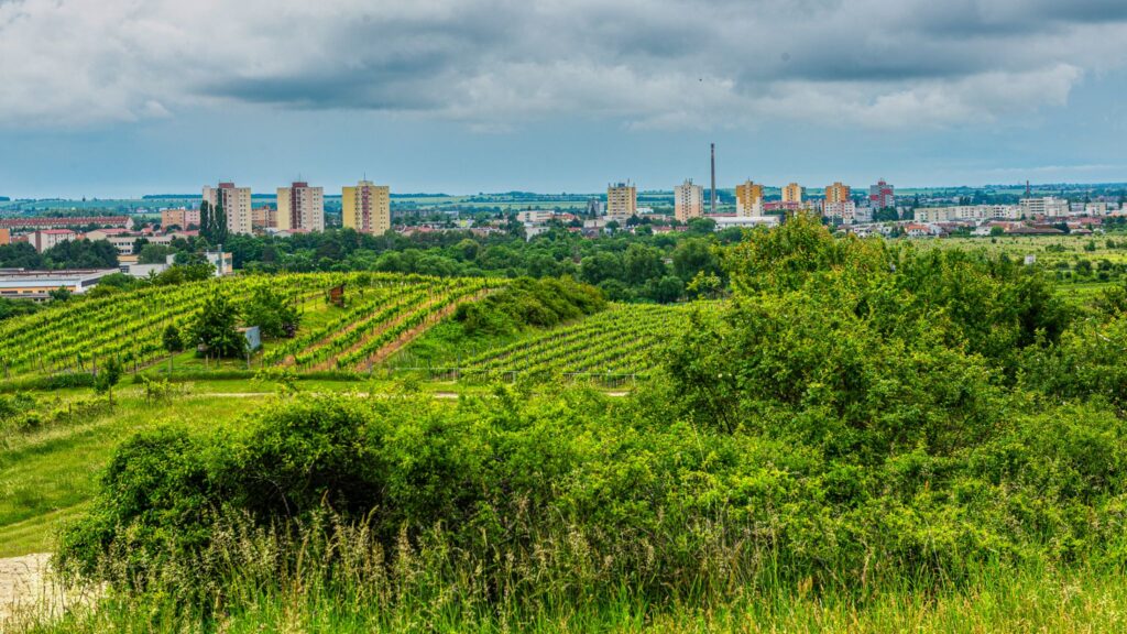 Obria lavička, Pezinok