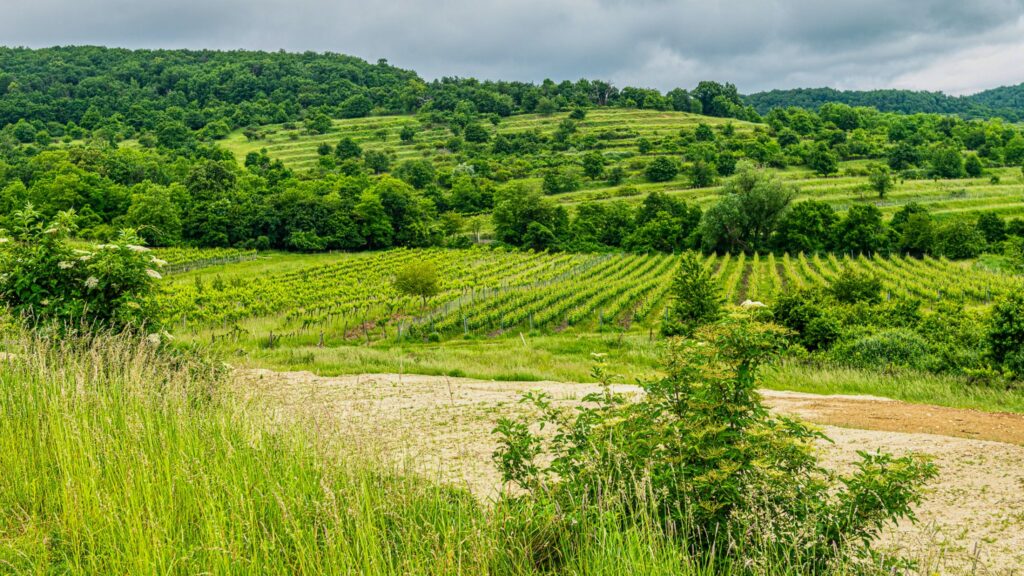 Obria lavička, Pezinok