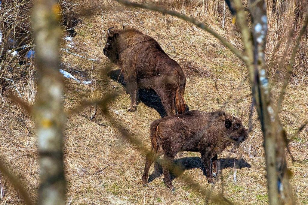 Národný park Poloniny Zdroj: Severovychod.sk/Jano Štovka